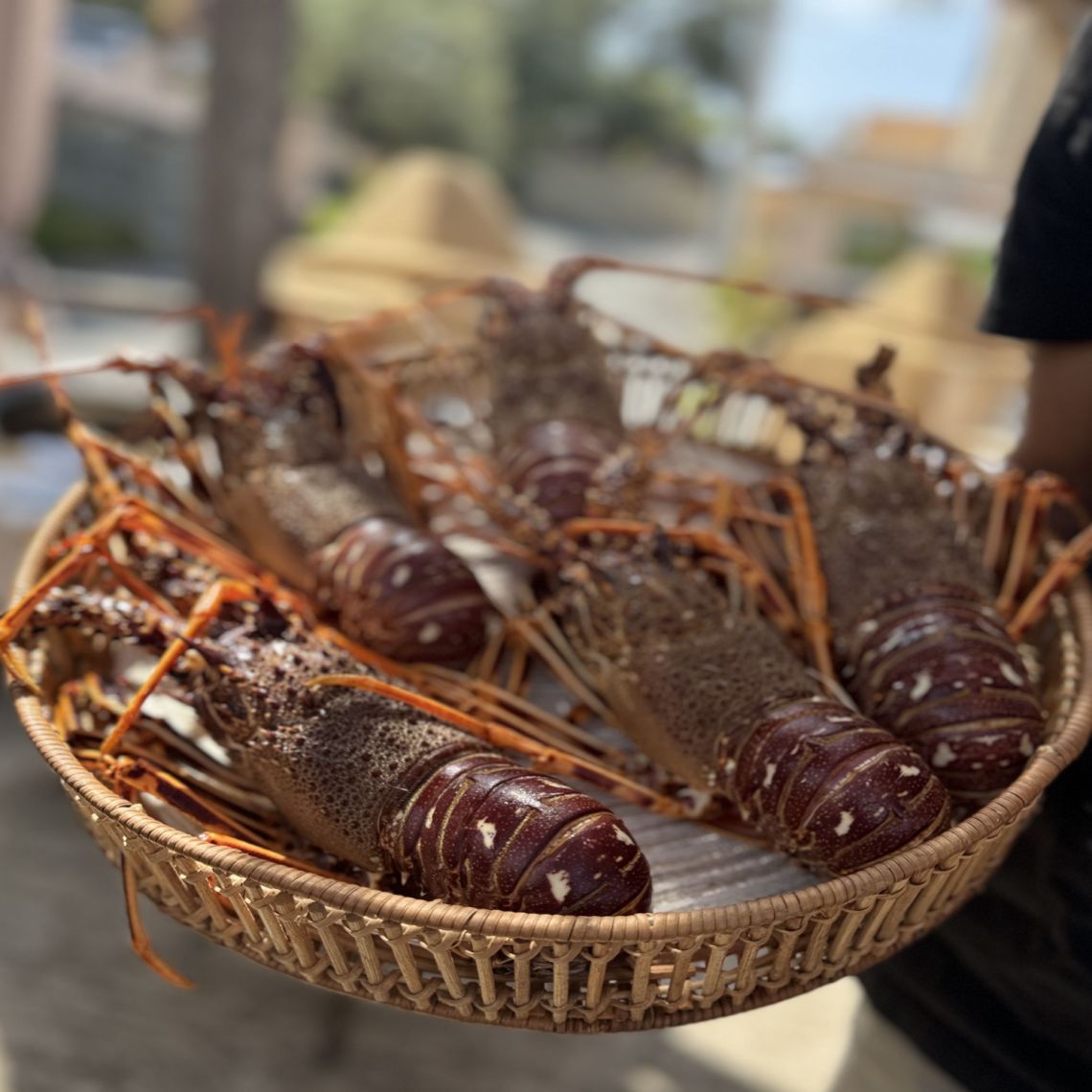 La Langouste de Centuri*